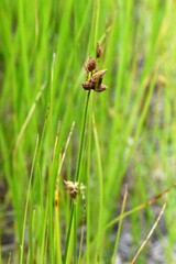 Bolboschoenus caldwellii