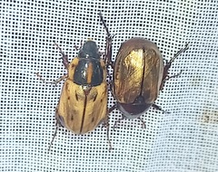 Cyclocephala multiplex