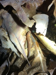 Plethodon websteri