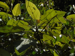 Ficus padana