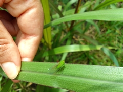 Cuernavaca herbida