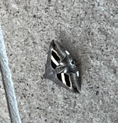 Grammodes geometrica