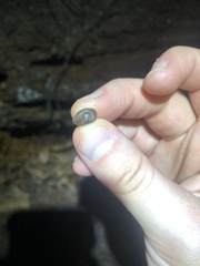 Inflectarius inflectus