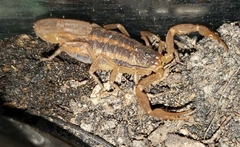 Centruroides ornatus