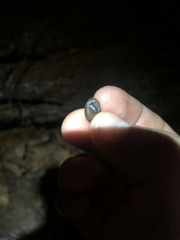 Inflectarius inflectus