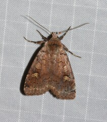 Diarsia jucunda