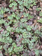 Oxalis tetraphylla