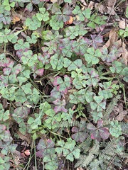 Oxalis tetraphylla