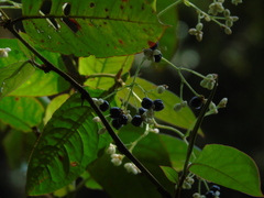 Persicaria chinensis