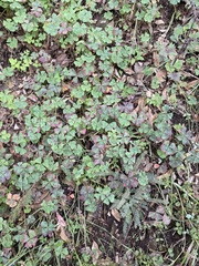 Oxalis tetraphylla