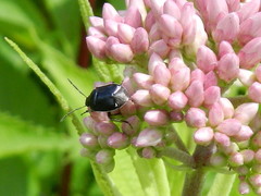 Sehirus cinctus albonotatus