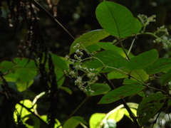 Persicaria chinensis