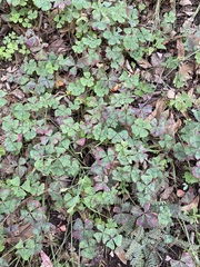 Oxalis tetraphylla