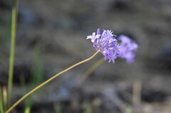 Dichelostemma multiflorum