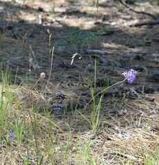 Dichelostemma multiflorum