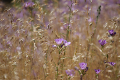 Clarkia williamsonii