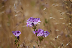 Clarkia williamsonii