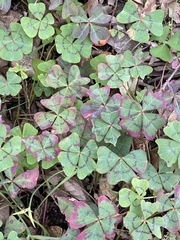 Oxalis tetraphylla