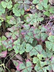 Oxalis tetraphylla