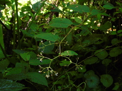 Persicaria chinensis