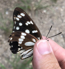Hestina persimilis japonica