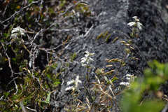 Collinsia tinctoria