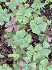 Oxalis tetraphylla