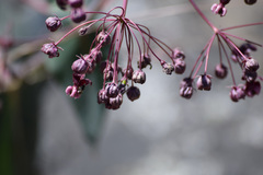 Asclepias cordifolia