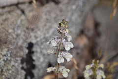 Collinsia tinctoria