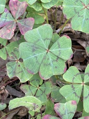 Oxalis tetraphylla