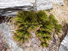 Aciphylla lecomtei