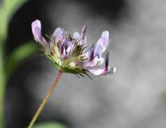 Trifolium obtusiflorum
