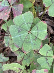 Oxalis tetraphylla