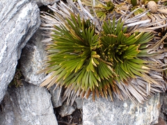 Aciphylla lecomtei