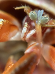 Pagurus acadianus