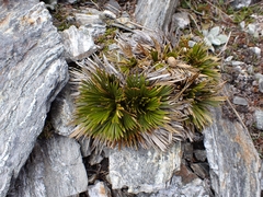 Aciphylla lecomtei