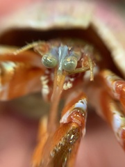 Pagurus acadianus