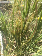 Andropogon glomeratus