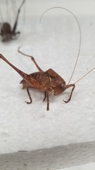 Tettigoniinae