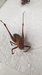 Tettigoniinae