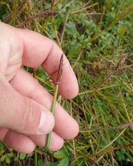 Eleocharis macrostachya