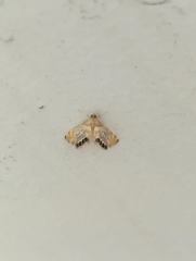 Nymphicula blandialis