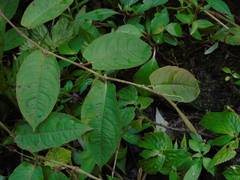 Persicaria chinensis