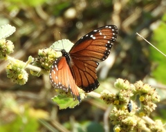 Danaus eresimus montezuma