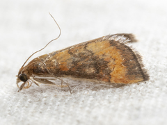 Pyrausta rubricalis