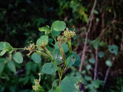 Porophyllum punctatum