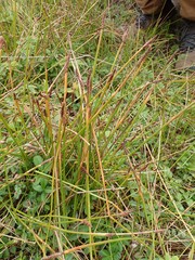 Eleocharis macrostachya