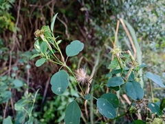 Porophyllum punctatum