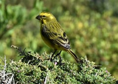 Crithagra flaviventris