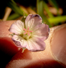 Geranium potentilloides